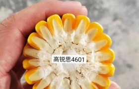 如何打开emmx文件的教程（一步步学会打开和查看emmx文件的方法）
