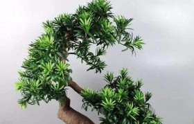罗汉松盆景的养护方法（打造迷人景观，）
