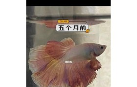 如何在斗鱼上达到热门直播？（有效方法和关键策略揭秘）